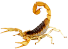 scorpion